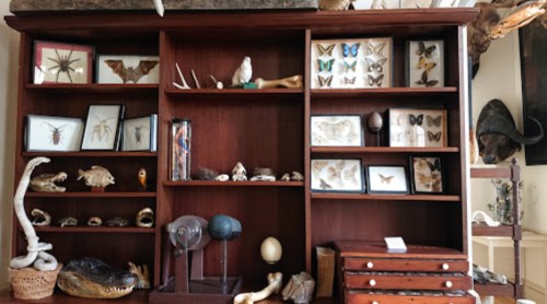 A wooden display shelf filled with framed insect specimens, shells, and various natural curiosities.