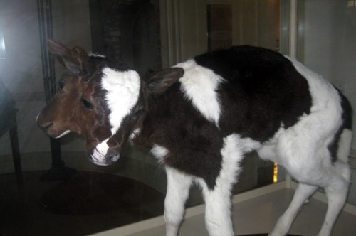 A mounted taxidermy cow with a black and white coat, displayed in a glass case.