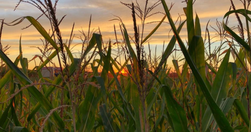 Sunset over a cornfield, with tall green stalks silhouetted against a colorful sky.