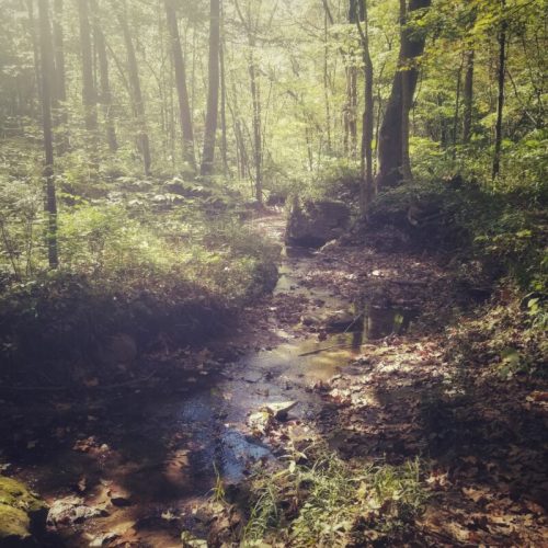 A serene forest scene with a small, winding creek surrounded by lush greenery and fallen leaves.