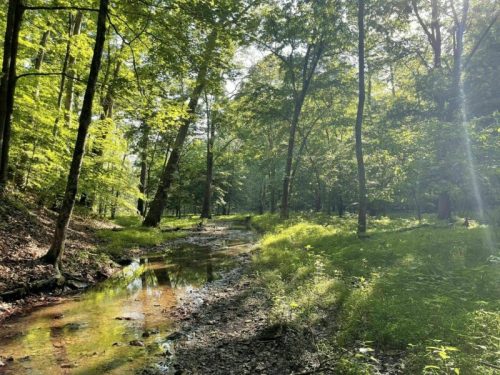 A serene forest scene with a small stream, lush green trees, and sunlight filtering through the leaves.