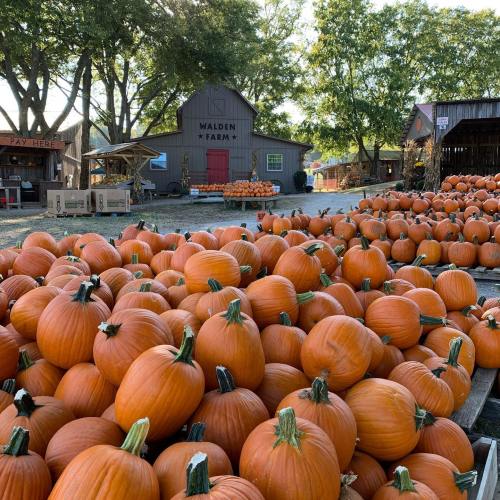 A pumpkin patch at Walden Farm, filled with numerous bright orange pumpkins under a clear blue sky.
