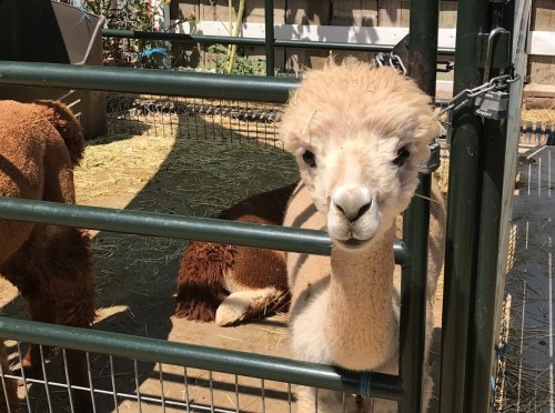 A close-up of a light-colored alpaca peering through a metal fence, with another alpaca in the background.
