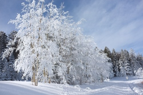 Snow-covered trees glisten in the sunlight against a clear blue sky, creating a serene winter landscape.