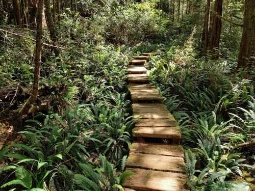 A wooden pathway winds through a lush, green forest filled with ferns and dense vegetation.