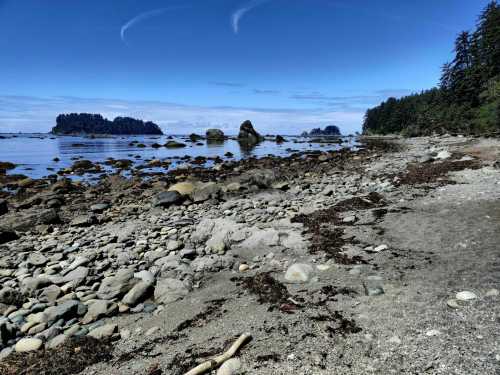 A rocky shoreline with smooth stones, seaweed, and calm water under a clear blue sky and distant trees.