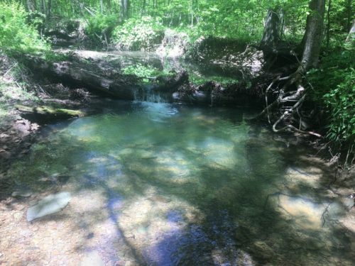 A serene forest stream with clear water, surrounded by lush greenery and fallen logs. Sunlight filters through the trees.