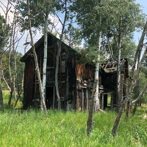 An old, weathered wooden building surrounded by tall grass and trees under a clear blue sky.