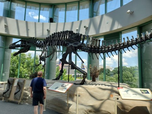 A person stands in front of a large dinosaur skeleton displayed in a glass-walled museum with trees outside.