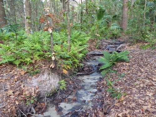 A small stream flows through a lush forest, surrounded by ferns and fallen leaves.