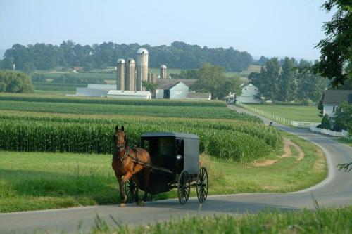 A horse-drawn buggy on a rural road, with fields and farm buildings in the background under a clear sky.