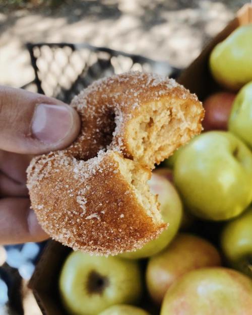 A hand holds a cinnamon sugar donut with a bite taken out, surrounded by fresh apples in a box.