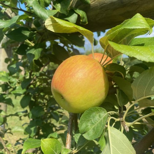 A ripe apple hanging from a tree branch, surrounded by green leaves in bright sunlight.