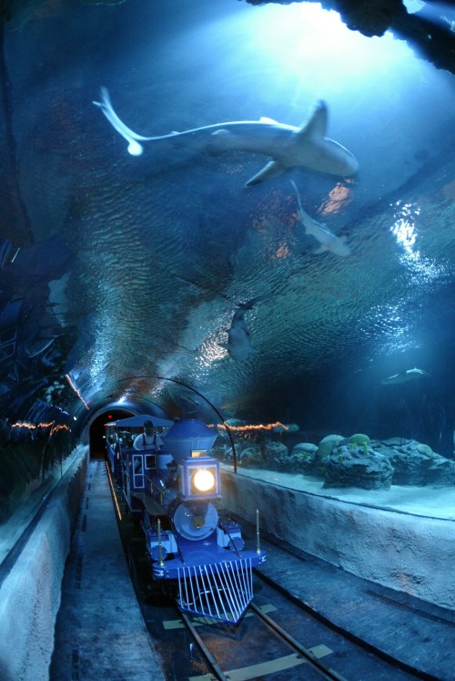 A train travels through an underwater tunnel, with sharks and fish swimming above in a blue-lit aquarium.