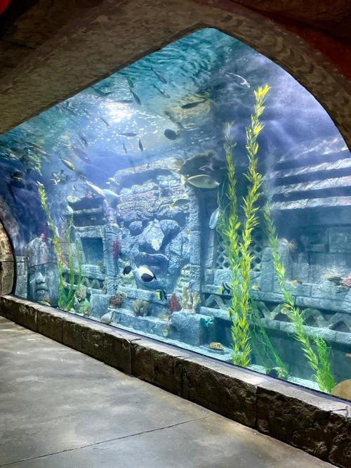 A large aquarium with underwater ruins, colorful fish, and aquatic plants visible through a glass wall.