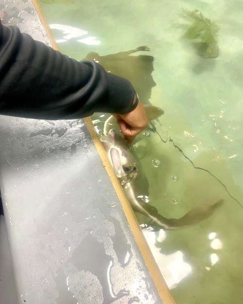 A person gently holds a shark's fin in a shallow tank of water.