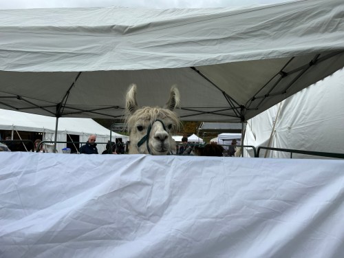 A llama peeks over a white barrier at an outdoor event with tents in the background.