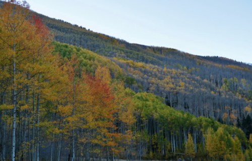 A scenic view of a hillside with vibrant autumn foliage in shades of green, yellow, and orange under a clear sky.
