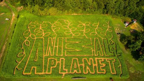 Aerial view of a corn maze shaped like the words "Animal Planet" surrounded by greenery.