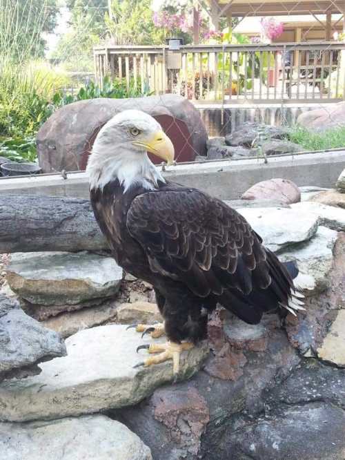 A bald eagle perched on rocks near a pond, with greenery and a building in the background.