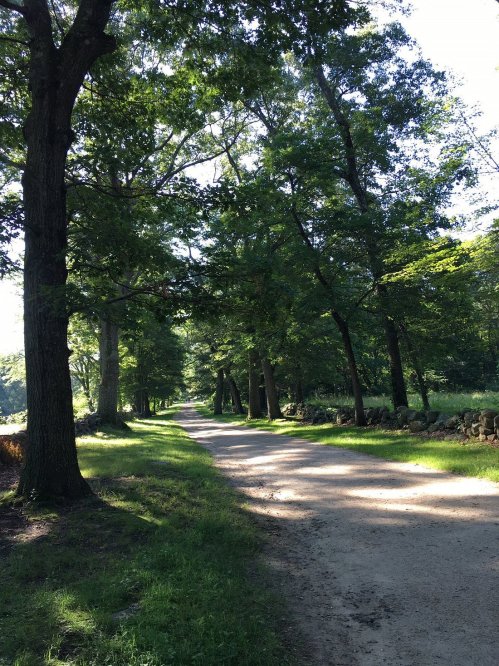 A serene dirt path lined with tall trees, dappled sunlight filtering through the leaves.