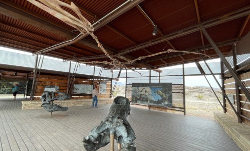 A spacious exhibit featuring whale skeletons and informative panels in a wooden structure with a scenic view.