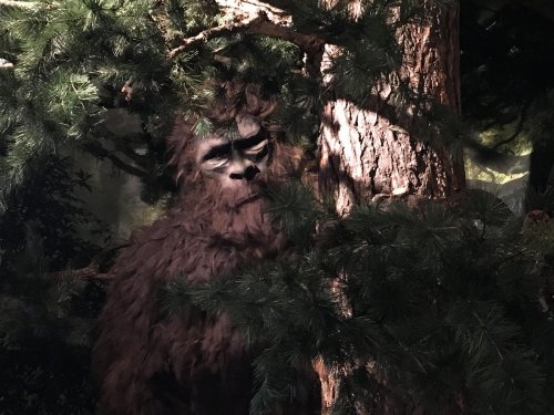 A large, furry creature resembling Bigfoot peeks out from behind a tree, surrounded by dense foliage.