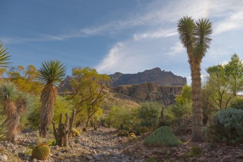 A desert landscape featuring cacti, palm trees, and rocky mountains under a blue sky with wispy clouds.
