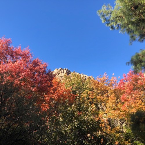 Vibrant autumn foliage in shades of red and orange against a clear blue sky and rocky landscape.