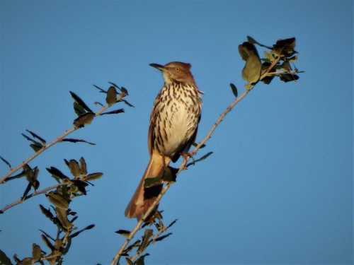 A brown bird with spotted feathers perched on a branch against a clear blue sky.