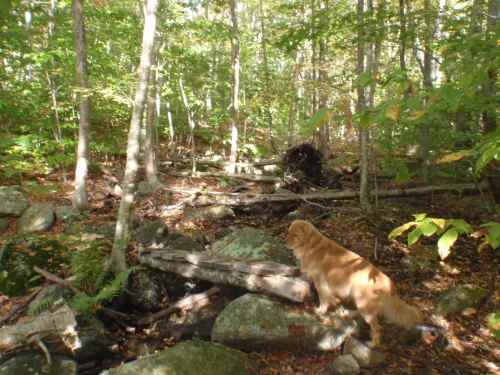 A golden retriever exploring a wooded area with rocks and trees, surrounded by green foliage.