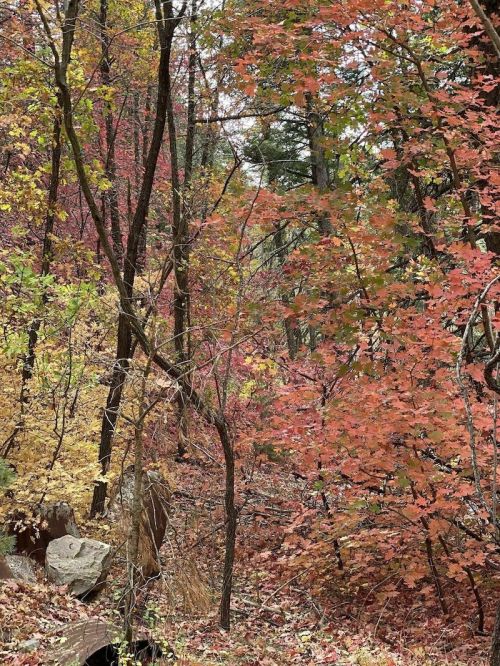 A vibrant forest scene with trees displaying autumn leaves in shades of red, orange, and yellow.