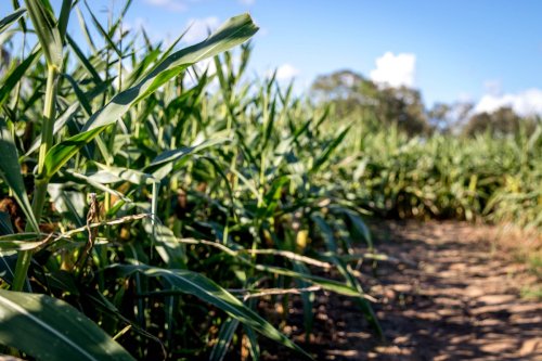 A pathway through tall green corn plants under a clear blue sky.