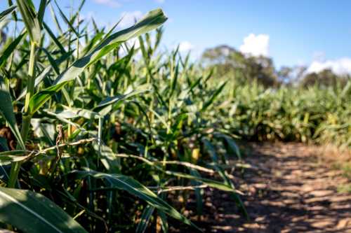 A pathway through tall green corn plants under a clear blue sky.