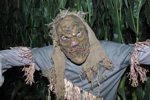A creepy scarecrow figure with a grotesque face and tattered clothing stands among tall corn plants.