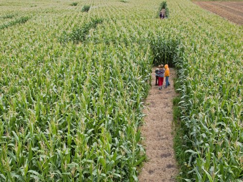 Aerial view of children exploring a corn maze, surrounded by tall green corn plants on a sunny day.