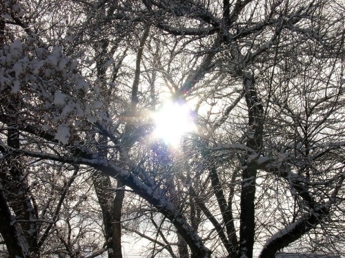 Sunlight filters through snow-covered trees, creating a sparkling effect against a bright winter sky.