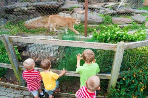 Four children watch a cougar through a fence at a zoo, surrounded by greenery and rocks.