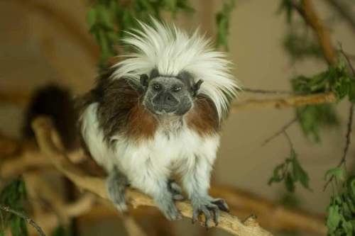 A small monkey with a striking white crest and brown fur sits on a branch, surrounded by greenery.