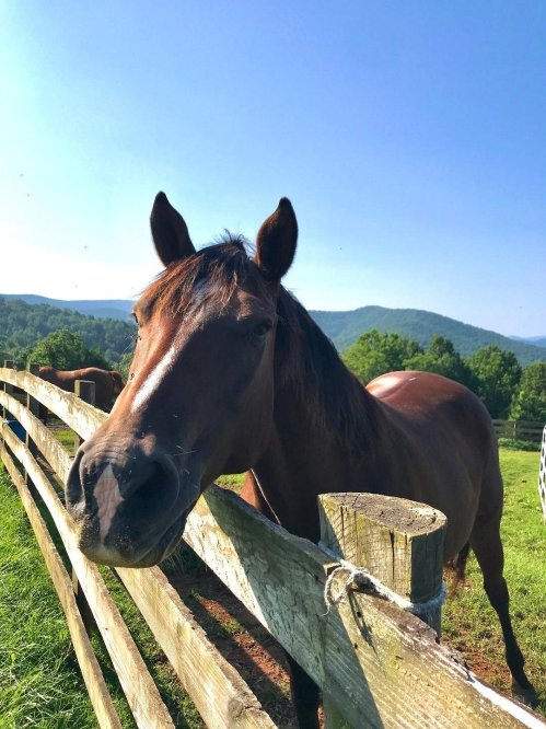 A brown horse stands by a wooden fence, with green hills and a clear blue sky in the background.