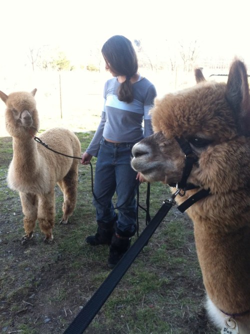 A person stands with two alpacas on leashes in a grassy area, with trees in the background.