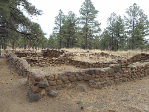 Ruins of stone structures surrounded by tall pine trees and dry grass in a forested area.