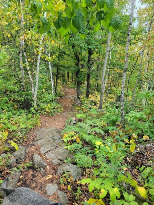 A winding dirt path through a lush forest with green and yellow foliage, surrounded by trees and rocks.
