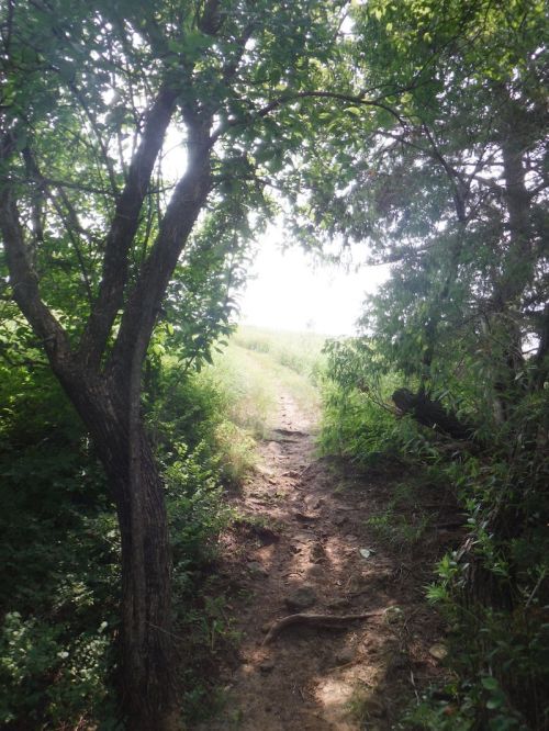 A narrow dirt path winds through lush greenery, leading towards a bright, open area in the distance.