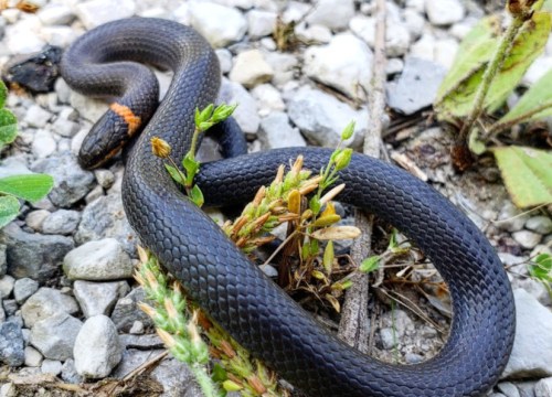 A black snake with an orange stripe rests on rocky ground surrounded by green plants.
