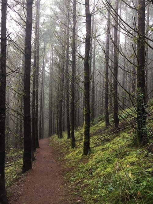 A misty forest path lined with tall trees and lush green undergrowth, creating a serene and tranquil atmosphere.