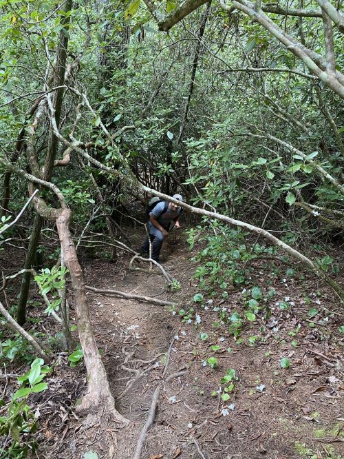 A person navigating a narrow, overgrown trail surrounded by dense greenery and fallen branches.