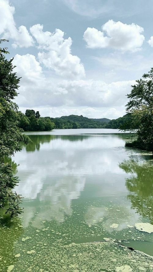 A serene lake surrounded by trees, reflecting clouds and greenery, with some algae visible on the water's surface.