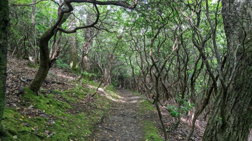 A winding path through a dense forest with twisted trees and lush greenery on either side.