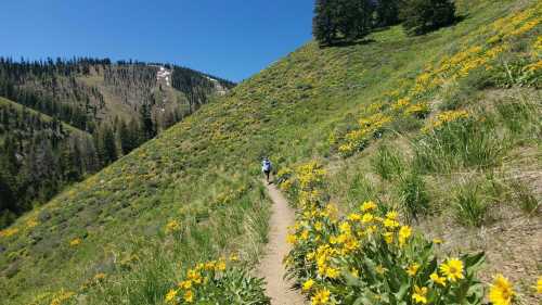 A person walks along a dirt path surrounded by vibrant yellow wildflowers on a sunny hillside.